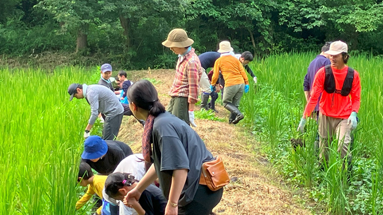 ＜草取り＞無農薬栽培のため、田んぼに生えてくる雑草の草取りをして、稲の生育を助けます。
