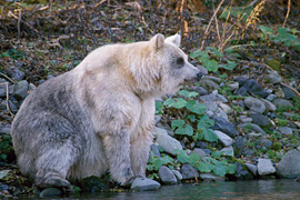 サステナビリティ 国後島 択捉島産の白いヒグマに関する保全生物学的研究 三井物産株式会社