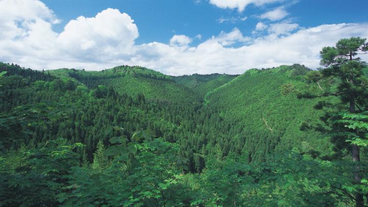 社有林「三井物産の森」で年間16万トンのCO2を吸収・固定