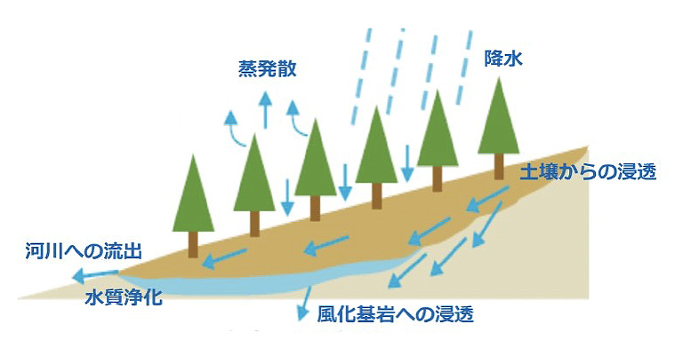 かながわの水源林　森林の水源かん養機能と森林管理