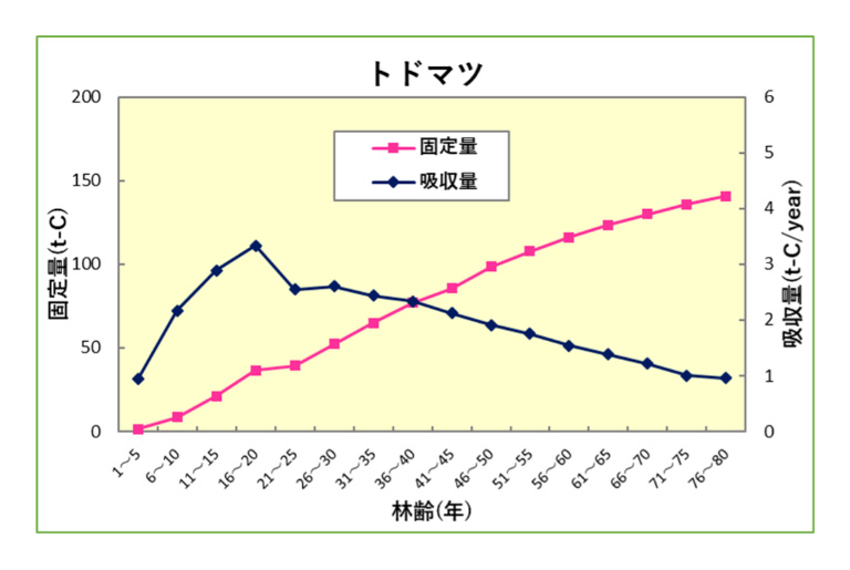 トドマツ
