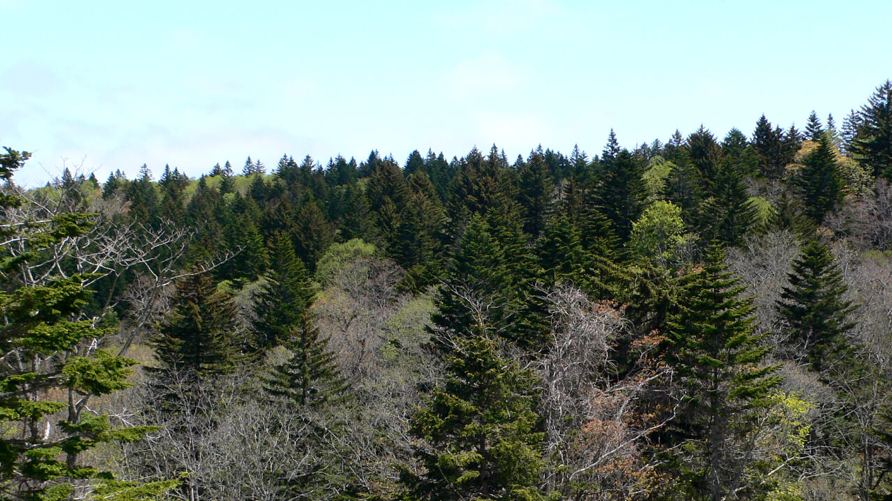 北海道を代表とするエゾマツとトドマツ、広葉樹の混交林です。