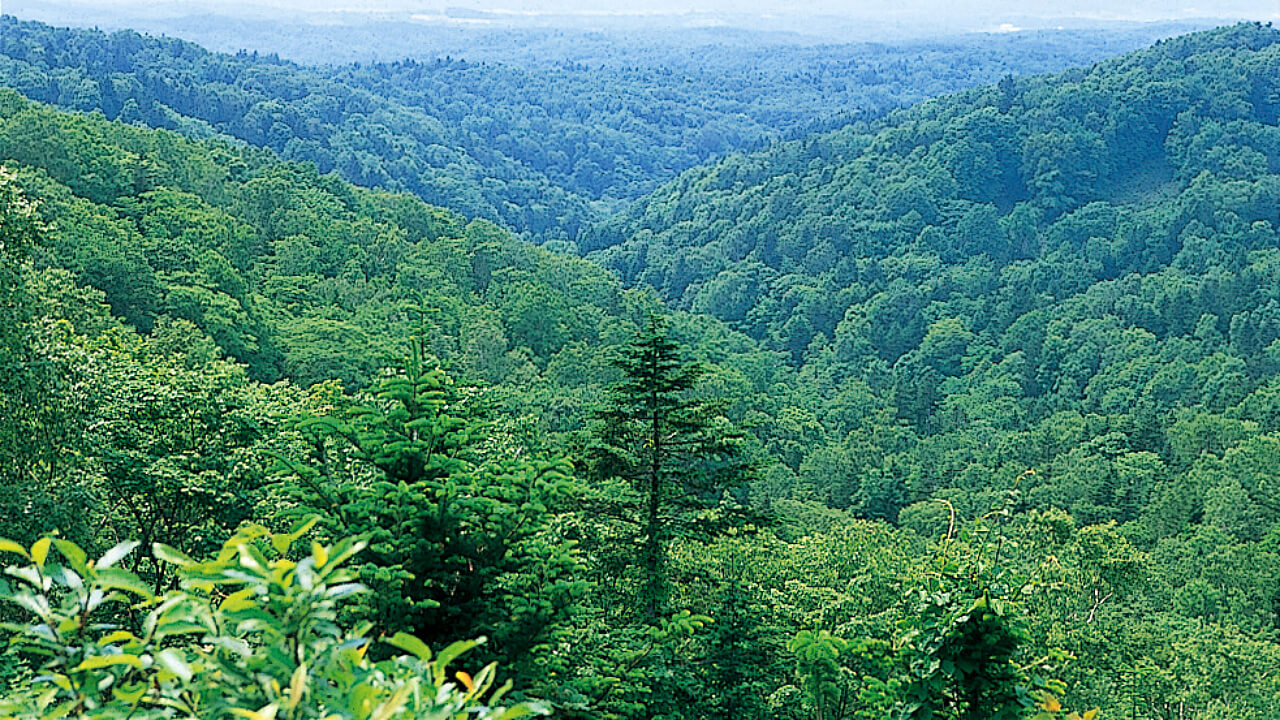 沼田山林の約9割が天然林・天然生林で構成されています。
