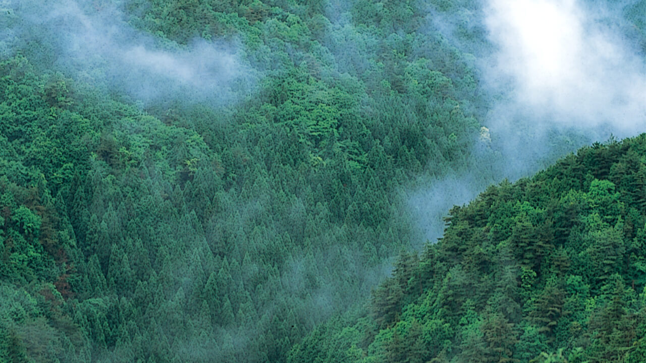 霧にかすむ清滝山林。
