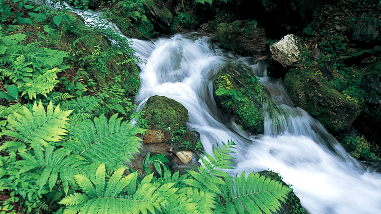 清滝山林から湧き出た清水は清滝川を経て、保津峡をなす保津川となります。