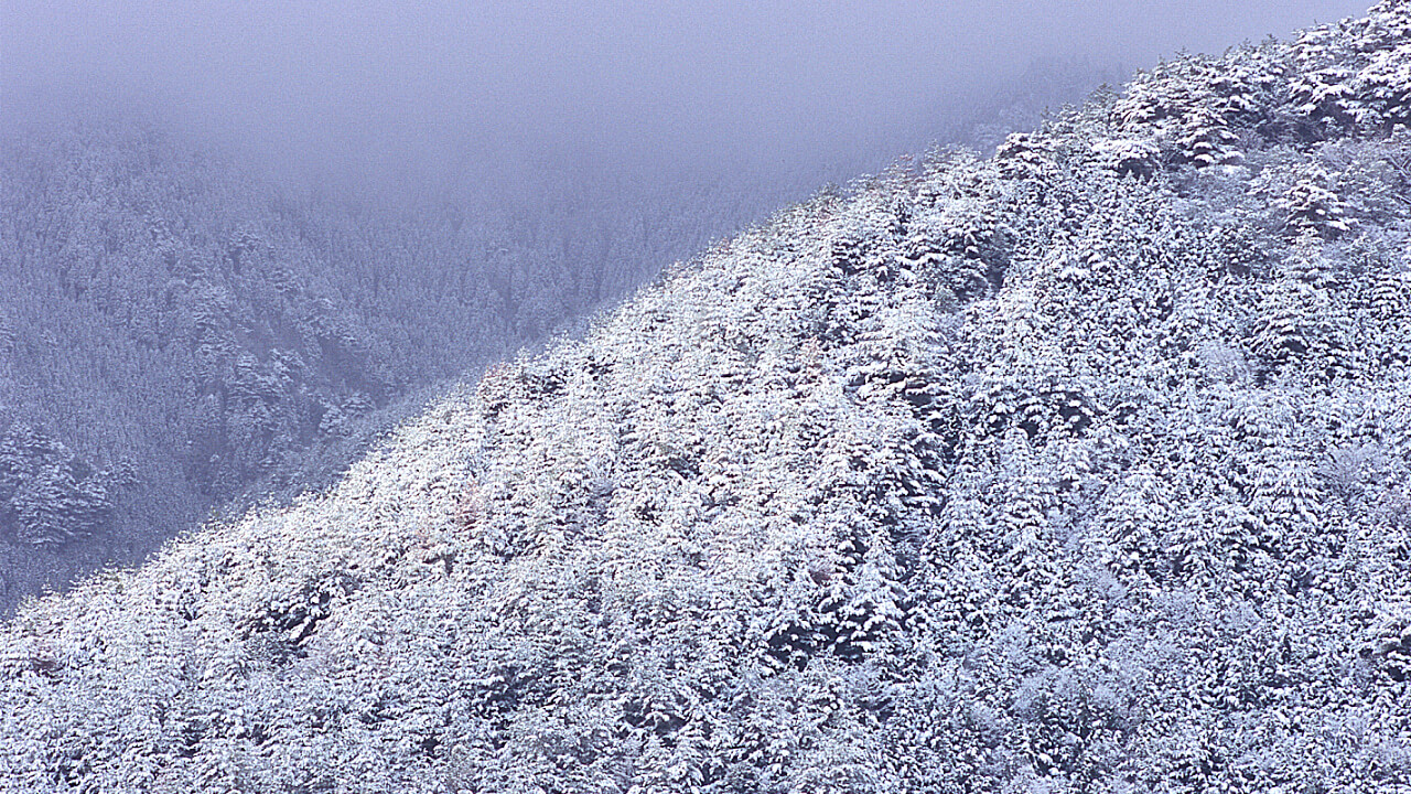 愛宕山の近くにある清滝山林は日本海側気候の影響も受けます。