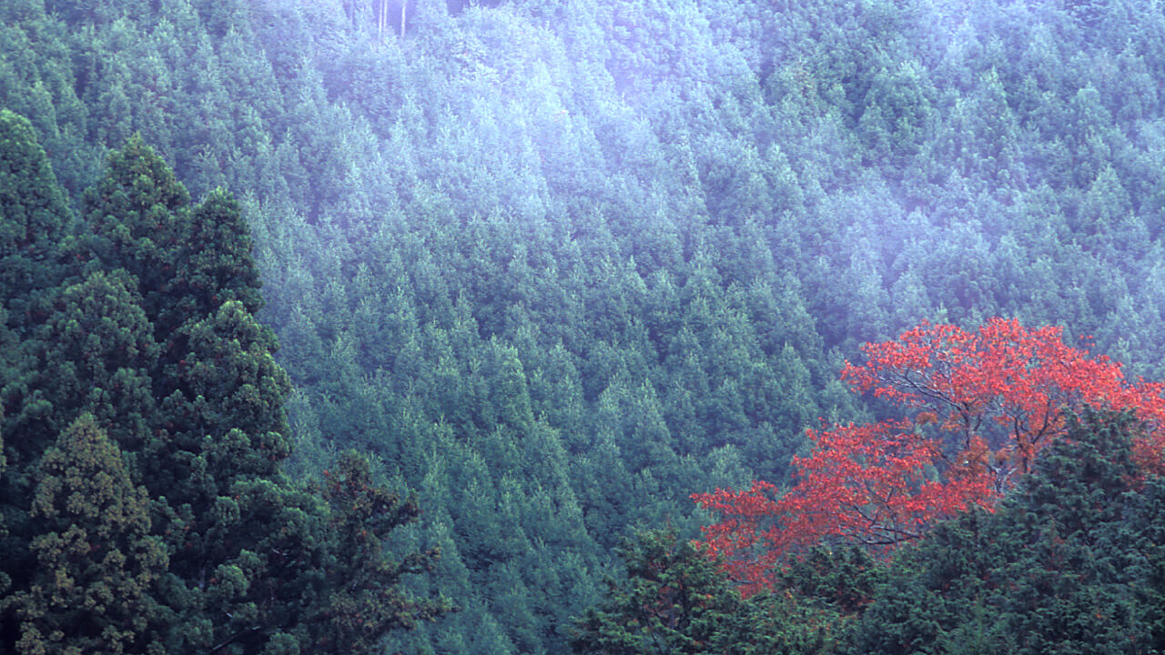 秋の清滝山林。紅葉の名所です。