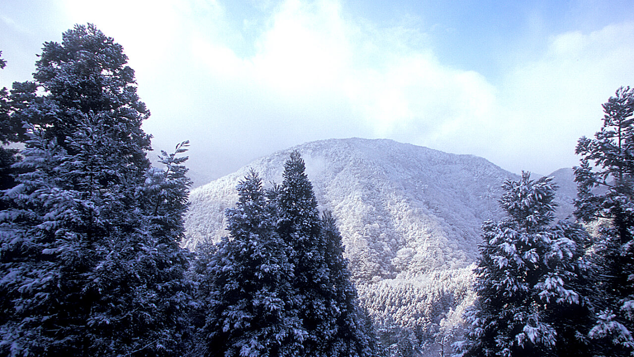 冬の清滝山林です。