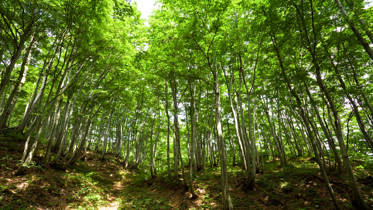 三井物産の森の生物多様性