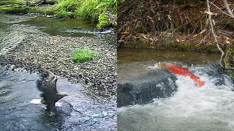 左：オジロワシ　右：イトウ